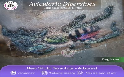 Ybyrapora Diversipes Sling Tarantula
